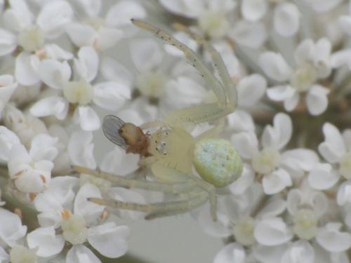 Réf. 222 033 : Ebrechtella tricuspidata